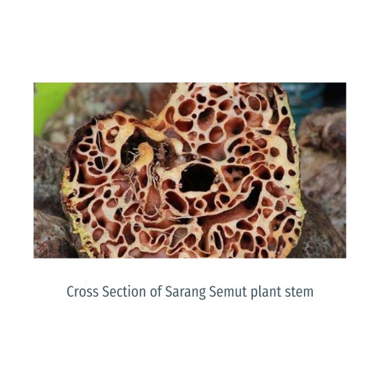 Repurchase Product - Sarang Semut (80 Sachets)