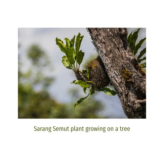 Repurchase Product - Sarang Semut (40 Sachets)